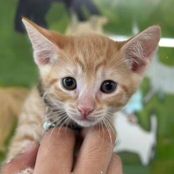 Ebi -  Domestic Short Hair Cat for Adoption in Tampa, Florida - Ebi | PetCurious