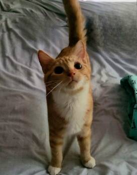 Zuri -  Tabby Cat for Adoption in Pawleys Island, South Carolina - Zuri | PetCurious