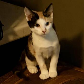Teeter -  Domestic Short Hair Cat for Adoption in East Amherst, New York - Teeter | PetCurious