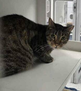 Rescue Domestic Short Hair Cats for Adoption in Atlanta, Georgia - Turkey (Snickers) | PetCurious