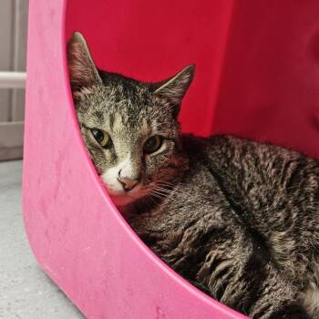 Domestic Short Hair Cats Available for Adoption in Lakewood, Colorado - Charlie Boy | PetCurious