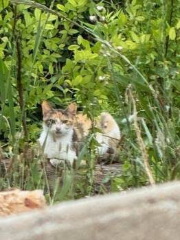 Calliope -  Domestic Short Hair Cat for Adoption in Little Mountain, South Carolina - Calliope | PetCurious