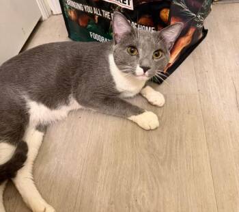 Fox -  Domestic Short Hair Cat for Adoption - Fox | PetCurious
