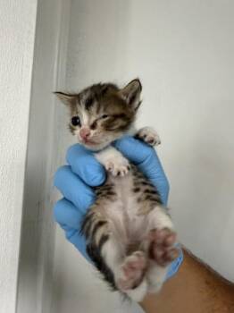 HENRY -  Domestic Short Hair Cat for Adoption in San Bernardino, California - HENRY | PetCurious