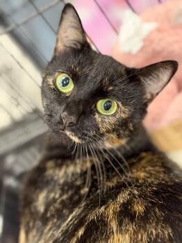 Autumn -  Domestic Short Hair Cat for Adoption in San Juan Capistrano, California - Autumn | PetCurious