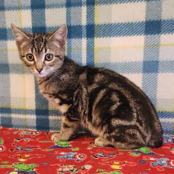 Flynn -  Domestic Short Hair Cat for Adoption in Alpine, Texas - Flynn | PetCurious