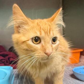 Foster -  Domestic Long Hair Cat for Adoption in Jacksonville, Arkansas - Foster | PetCurious