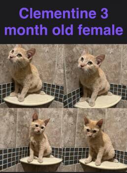 Clementine -  Domestic Short Hair Cat for Adoption in Mustang, Oklahoma - Clementine | PetCurious