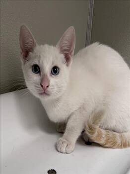 Rescue Domestic Short Hair Cats for Adoption in Tracy, California - BUTTERFREE | PetCurious