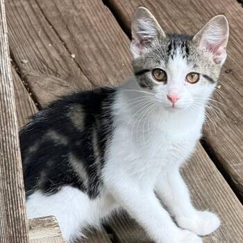 FLEUR -  Domestic Short Hair Cat for Adoption in Gresham, Wisconsin - FLEUR | PetCurious