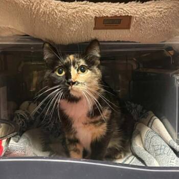 Sparkles -  Domestic Short Hair Cat for Adoption in Lenexa, Kansas - Sparkles | PetCurious