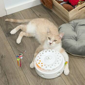 Argyle -  Domestic Short Hair Cat for Adoption in Prescott, Arizona - Argyle | PetCurious
