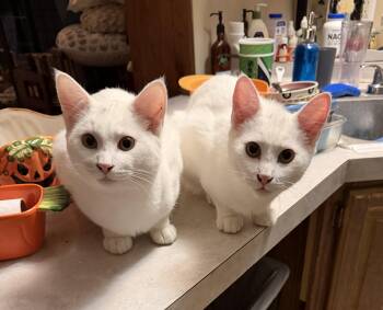 Rescue Domestic Short Hair Cats for Adoption in Tillamook, Oregon - Mercutio | PetCurious