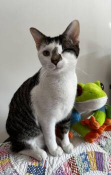 Tabby and Domestic Short Hair Cats Available for Adoption - Lamon | PetCurious