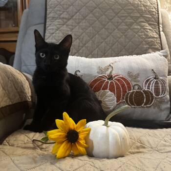Vadar -  Domestic Short Hair Cat for Adoption in Syracuse, New York - Vadar | PetCurious