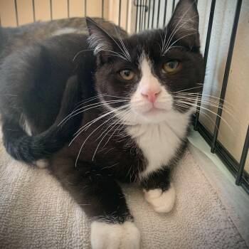 Rescue Domestic Short Hair Cats for Adoption in Buffalo, New York - Haisley & Hooper | PetCurious