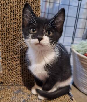 Rescue Domestic Short Hair Cats for Adoption in Urbandale, Iowa - Skye | PetCurious