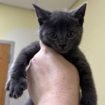 Mufasa (Bonded w/ Leo) -  Domestic Short Hair Cat for Adoption in Wilmington, Delaware - Mufasa (Bonded W/ Leo) | PetCurious