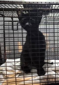Domestic Short Hair Cats Available for Adoption in San Antonio, Texas - BOBBY | PetCurious