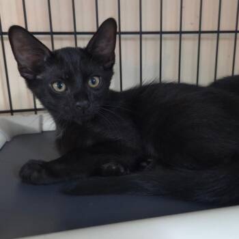 Winston -  Domestic Short Hair Cat for Adoption in Jessup, Maryland - Winston | PetCurious