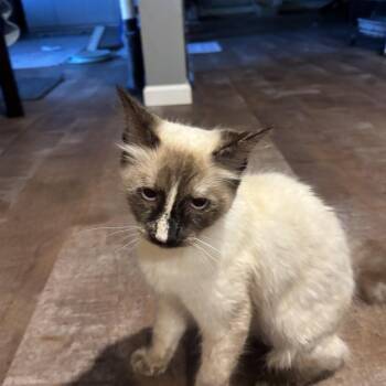 Cotjia -  Ragdoll Cat for Adoption in Melrose, Massachusetts - Cotjia | PetCurious