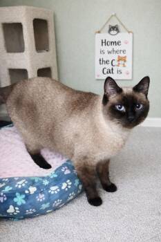 Tonkinese and Siamese Cats Available for Adoption - Miss V  | PetCurious