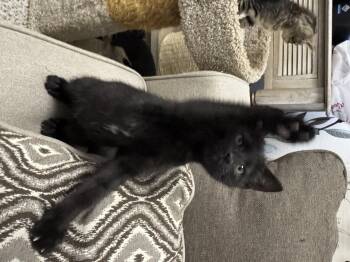 Isa -  Domestic Short Hair Cat for Adoption in Diamond Springs, California - Isa | PetCurious