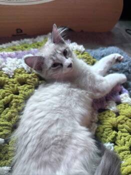 Juliet -  Snowshoe Cat for Adoption in Knoxville, Tennessee - Juliet | PetCurious
