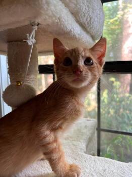 Clark -  Domestic Short Hair Cat for Adoption in Warrenville, South Carolina - Clark | PetCurious