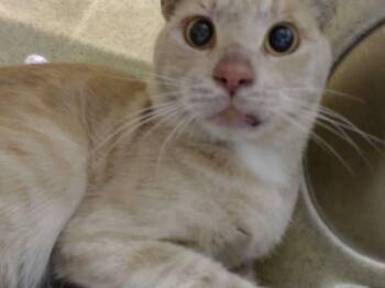 A554104 -  Domestic Short Hair Cat for Adoption in Moreno Valley, California - A554104 | PetCurious