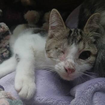 Alex in Taneytown, MD -  Domestic Short Hair Cat for Adoption - Alex In Taneytown, MD | PetCurious