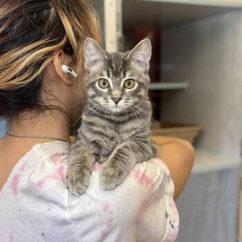 Freddie -  Domestic Medium Hair Cat for Adoption in Glenwood Springs, Colorado - Freddie | PetCurious