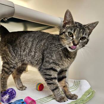 Domestic Medium Hair Cats Available for Adoption - Candy | PetCurious