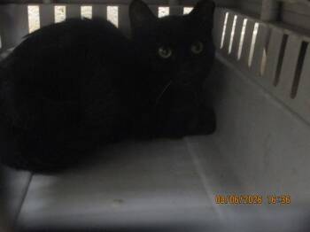 (633) -  Domestic Short Hair Cat for Adoption in Marietta, Georgia - (633) | PetCurious