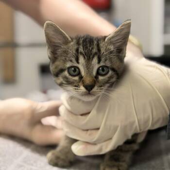 Domestic Short Hair Cats Available for Adoption in Houston, Texas - Chili Powder | PetCurious