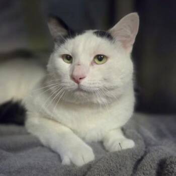 Domestic Short Hair Cats Available for Adoption in Westland, Michigan - Uncle Buck | PetCurious