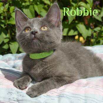 Robbie -  Domestic Short Hair Cat for Adoption in Santa Rosa, California - Robbie | PetCurious