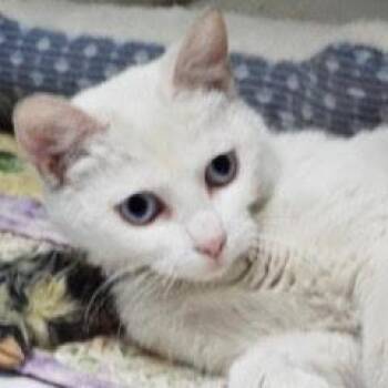 Siamese Cats Available for Adoption in Green Valley, Arizona - Lalique | PetCurious