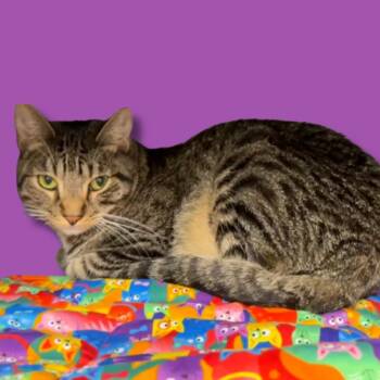 Rescue Domestic Short Hair Cats for Adoption in Hemet, California - Freddy | PetCurious