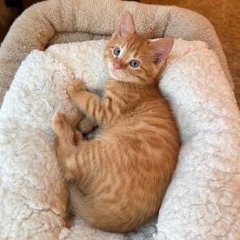 Ron Weasley -  Domestic Short Hair Cat for Adoption in Wheaton, Illinois - Ron Weasley | PetCurious