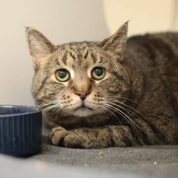 Sweet Pea & Callie -  Domestic Short Hair Cat for Adoption in Philadelphia, Pennsylvania - Sweet Pea & Callie | PetCurious