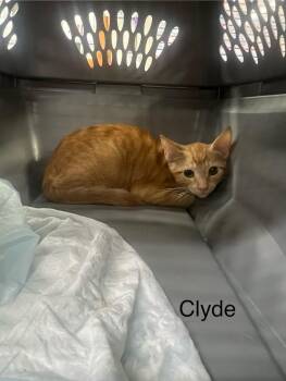 Clyde -  Domestic Short Hair Cat for Adoption in Glenfield, New York - Clyde | PetCurious