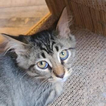 MacMillan -  Domestic Medium Hair and Domestic Short Hair Cat for Adoption in Verona, Wisconsin - MacMillan | PetCurious
