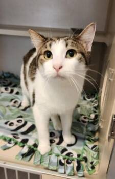 Rescue Domestic Short Hair and Tabby Cats for Adoption in Fairfield, Iowa - Stratton | PetCurious