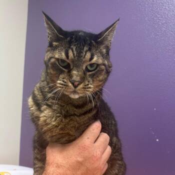 Tilly -  Domestic Short Hair Cat for Adoption in Englewood, Florida - Tilly | PetCurious