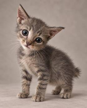 joolye -  Tabby Cat for Adoption in Miami, Florida - Joolye | PetCurious