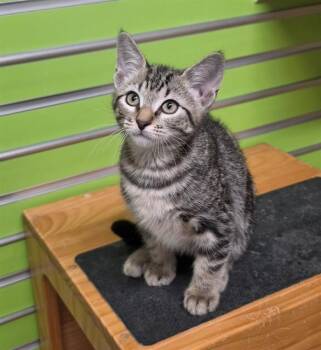 BARRY -  Domestic Short Hair Cat for Adoption in St. Peters, Missouri - BARRY | PetCurious