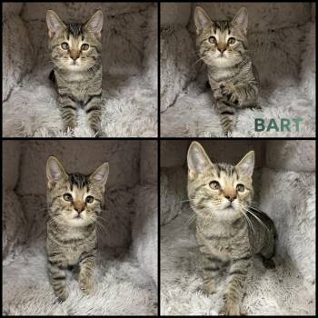 Bart -  Domestic Short Hair Cat for Adoption in Windy Hills, Kentucky - Bart | PetCurious