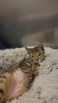 Rescue Domestic Short Hair Cats for Adoption in Sprakers, New York - Prim | PetCurious