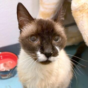 Mae -  Domestic Short Hair Cat for Adoption in Woodinville, Washington - Mae | PetCurious